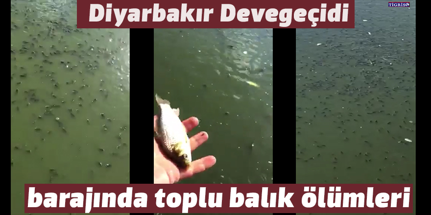 VİDEO - Diyarbakır Devegeçidi barajında toplu balık ölümleri