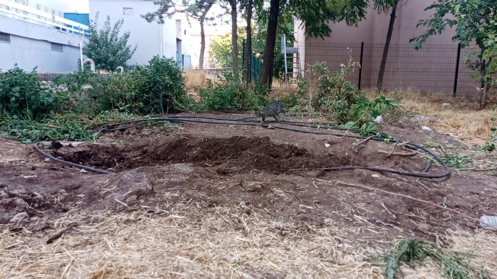 Acilden çıkarıp hastane bahçesine gömdüler