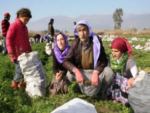 Mevsimlik tarım işçilerinin günlük ücretleri yüzde 11 arttı