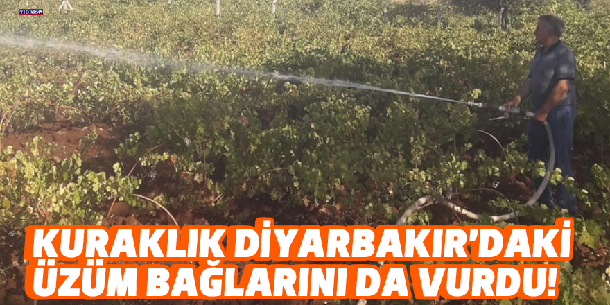 Kuraklık Diyarbakır’daki üzüm bağlarını da vurdu!