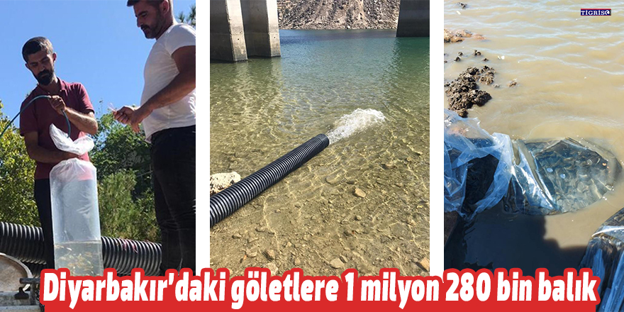 Diyarbakır’daki göletlere 1 milyon 280 bin balık