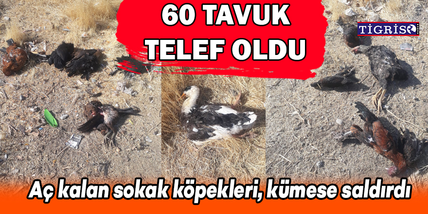 Aç kalan sokak köpekleri, kümese saldırdı