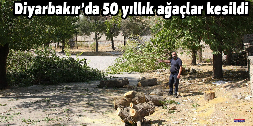 Diyarbakır’da 50 yıllık ağaçlar kesildi