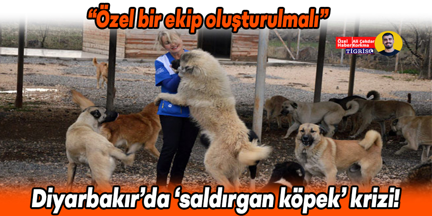 Diyarbakır’da ‘saldırgan köpek’ krizi!