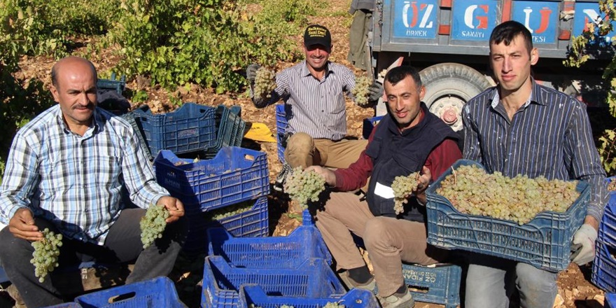 Yirmi çeşitten fazla üzümün yetiştirildiği Mardin’de hasat başladı