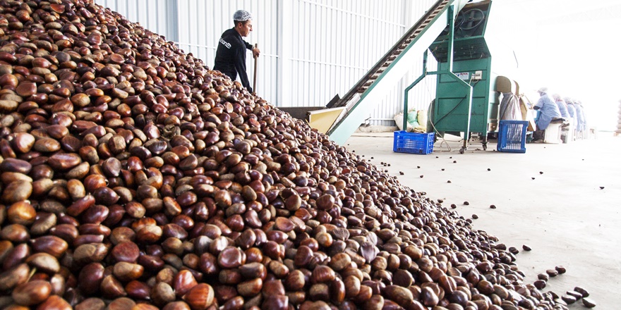 Kestane ihracatında hedef 50 milyon dolar