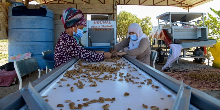 Eğil’e badem kırma makinesi