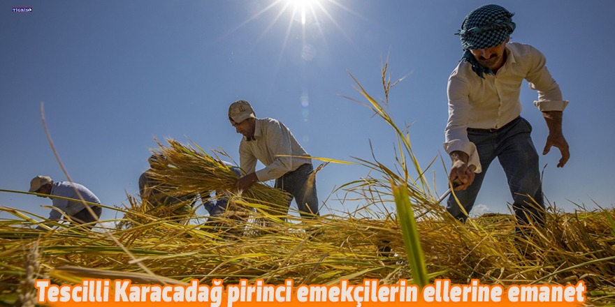 Tescilli Karacadağ pirinci emekçilerin ellerine emanet