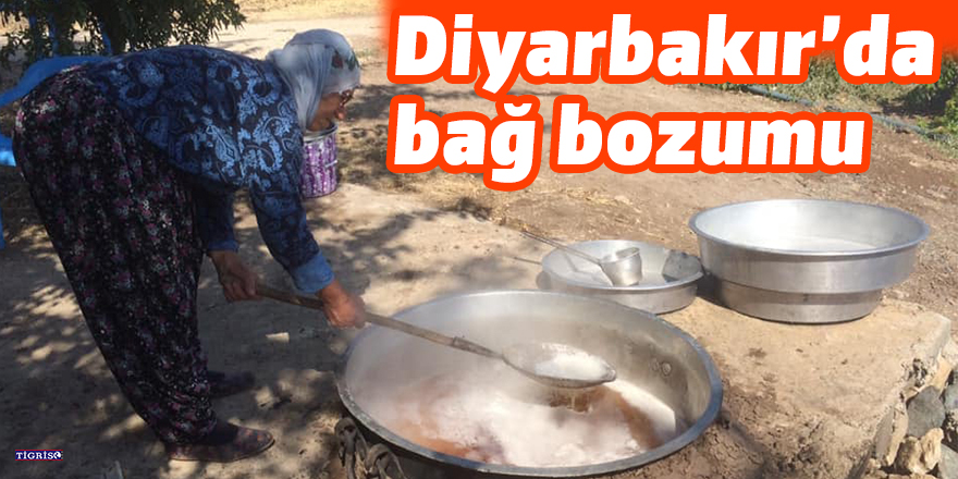 Diyarbakır’da bağ bozumu