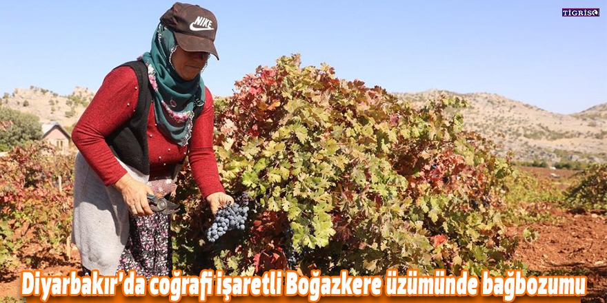 Diyarbakır’da coğrafi işaretli Boğazkere üzümünde bağbozumu