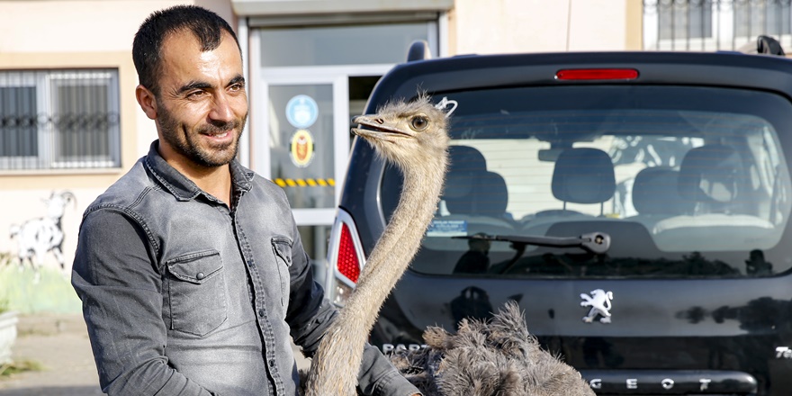 Diyarbakır'da deve kuşunun karnından 40 cisim çıkarıldı