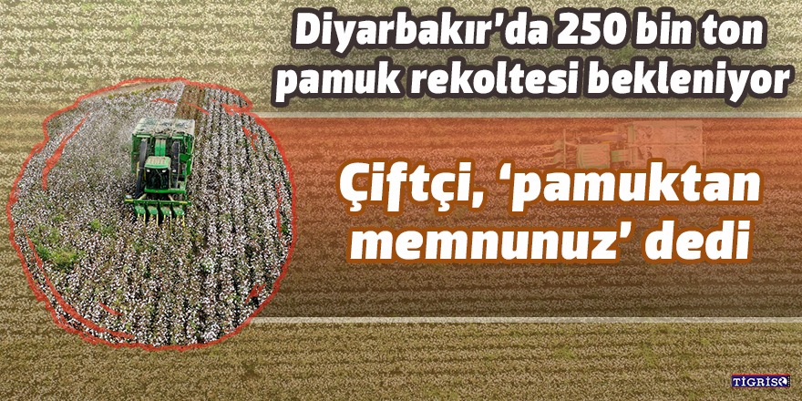 Diyarbakır’da 250 bin ton pamuk rekoltesi bekleniyor