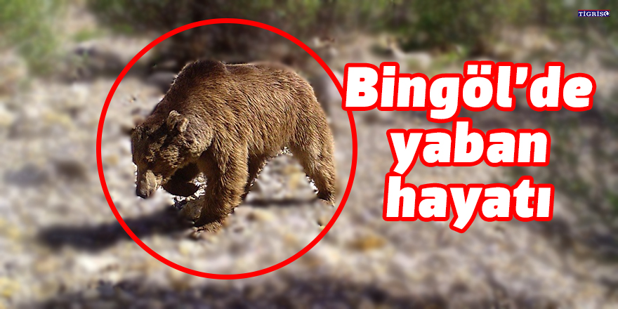 Bingöl’de yaban hayatı