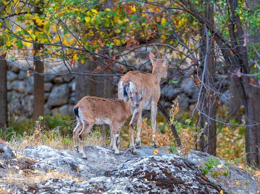Dersim’de dağ keçileri yavruları ile görüntülendi