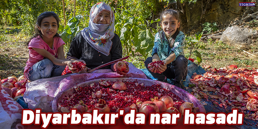 Diyarbakır'da nar hasadı