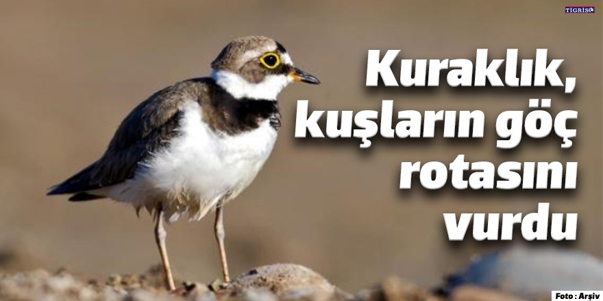 Kuraklık, kuşların göç rotasını vurdu