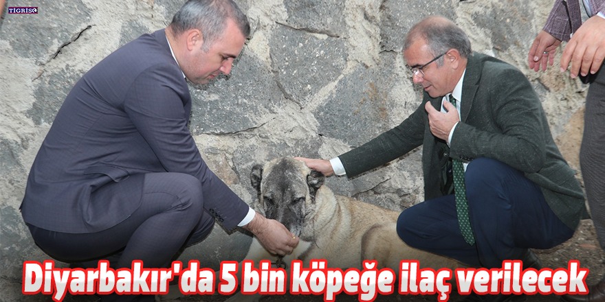 Diyarbakır'da 5 bin köpeğe ilaç verilecek