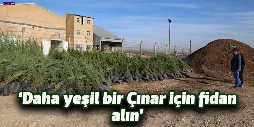 "Daha yeşil bir Çınar için fidan alın"