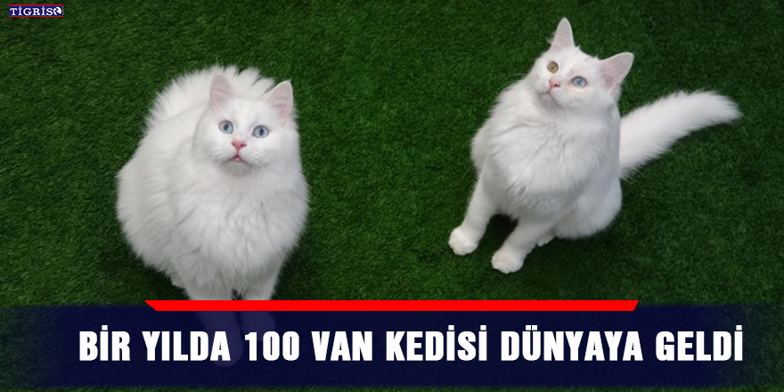 Bir yılda 100 Van kedisi dünyaya geldi