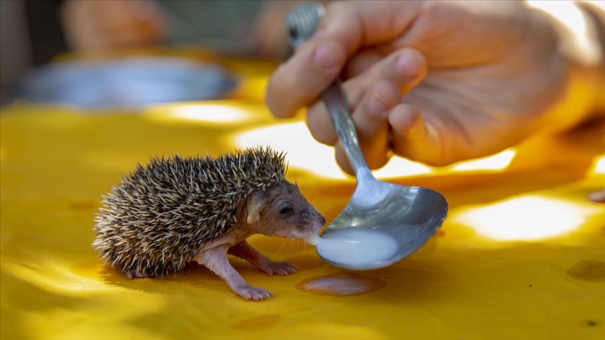 Diyarbakır Valisi yılın fotoğraf oylamasına katıldı
