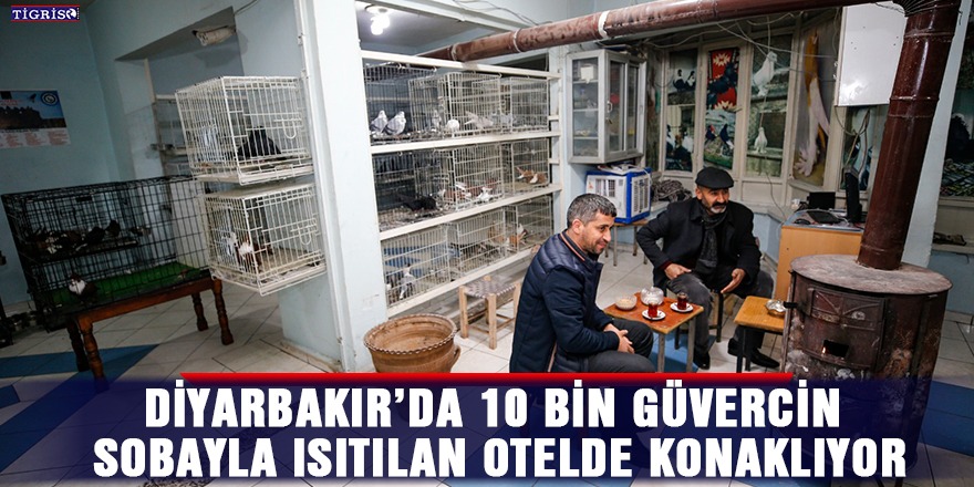 Diyarbakır’da 10 bin güvercin sobayla ısıtılan otelde konaklıyor