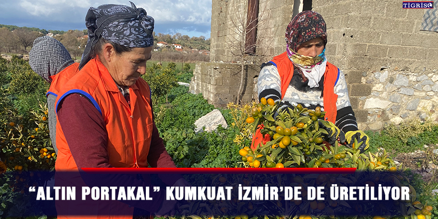 “Altın portakal” kumkuat İzmir’de de üretiliyor
