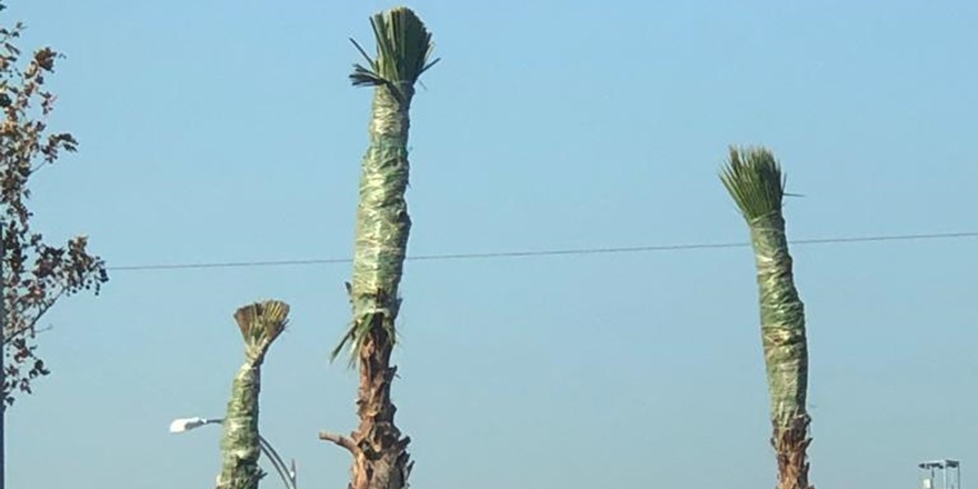 Palmiyelere muşambalı önlem!