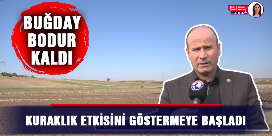 VİDEO - Diyarbakır’da buğday filizlenmedi