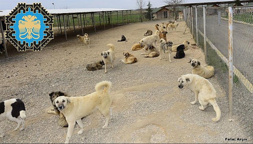 Diyarbakır Büyükşehir: ‘barınakta hayvanlar ölüyor’ iddialarını yalanladı