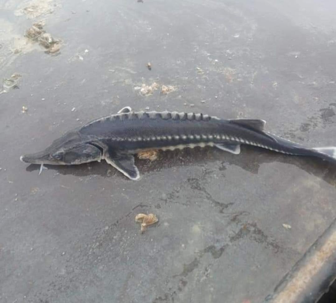 Havyarı 2 milyon lira olan balık Keban’da görüldü