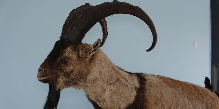 Nesli tehlike altında olan hayvanlar mumyalanıyor