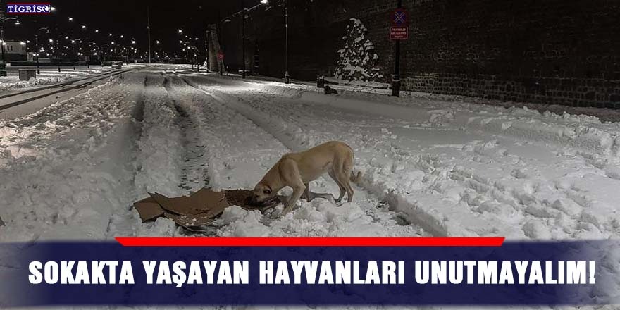 Sokakta yaşayan hayvanları unutmayalım!