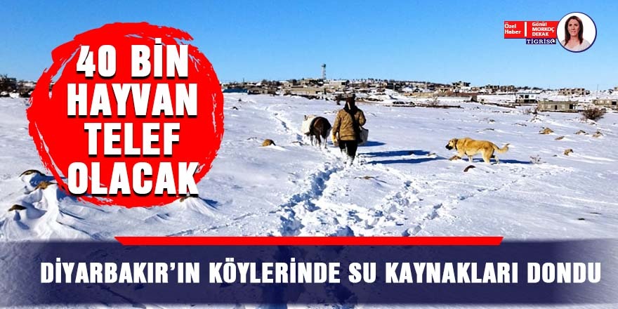 VİDEO - Diyarbakır’ın köylerinde su kaynakları dondu