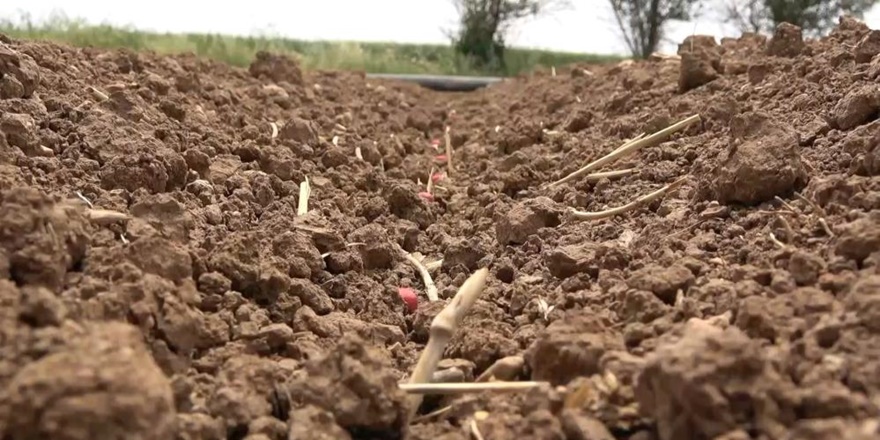 Kar yağışıyla hasat beklentisi yükseldi