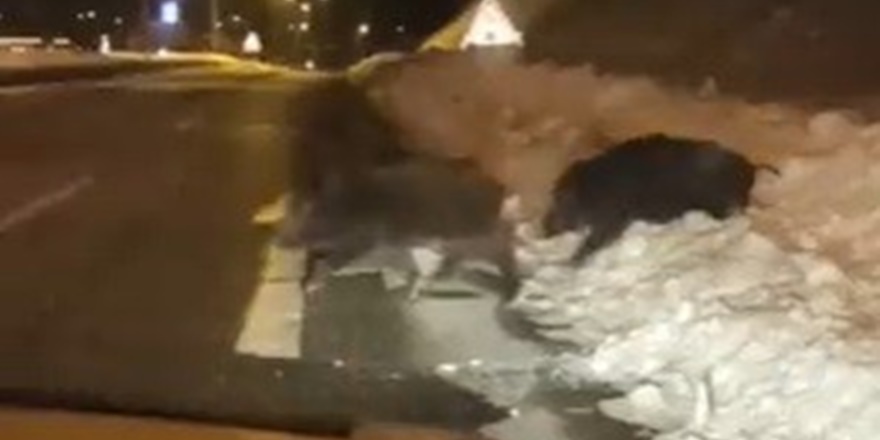 Yaban domuzları yerleşim yerlerine kadar indi