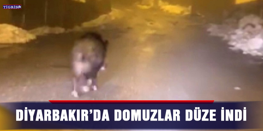 Diyarbakır’da domuzlar düze indi