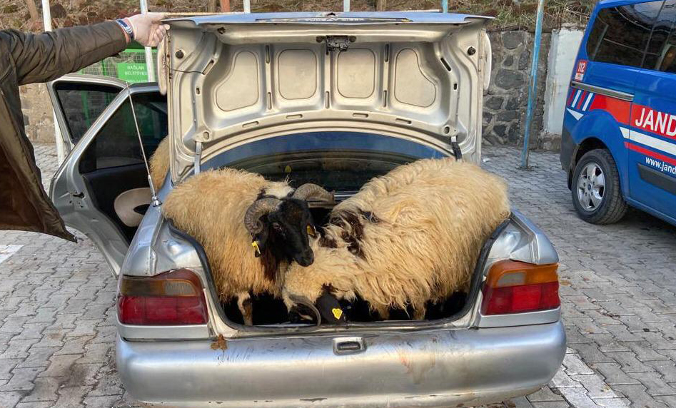 VİDEO-Diyarbakır’daki bu otomobilden 9 koyun çıktı