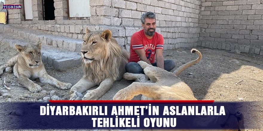 Diyarbakırlı Ahmet’in aslanlarla tehlikeli oyunu
