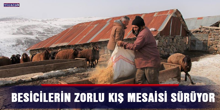 Besicilerin zorlu kış mesaisi sürüyor