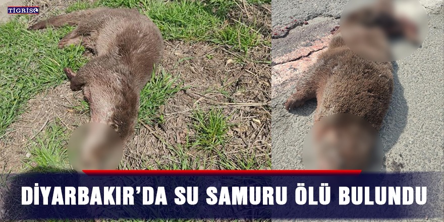 Diyarbakır’da su samuru ölü bulundu