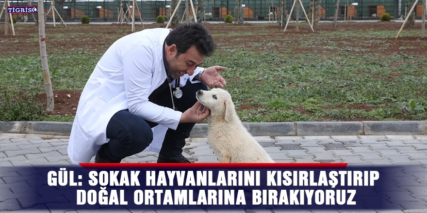 Gül: Sokak hayvanlarını kısırlaştırıp doğal ortamlarına bırakıyoruz