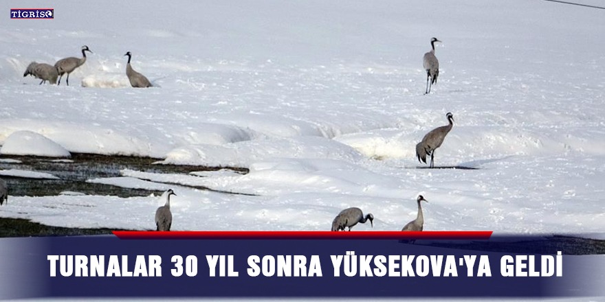 Turnalar 30 yıl sonra Yüksekova'ya geldi