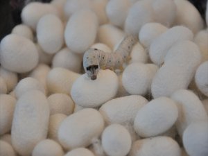 Kırağı, Diyarbakır’da ipek böceklerini vurdu