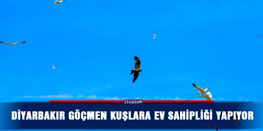 Diyarbakır göçmen kuşlara ev sahipliği yapıyor