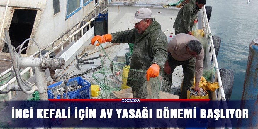 İnci kefali için av yasağı dönemi başlıyor