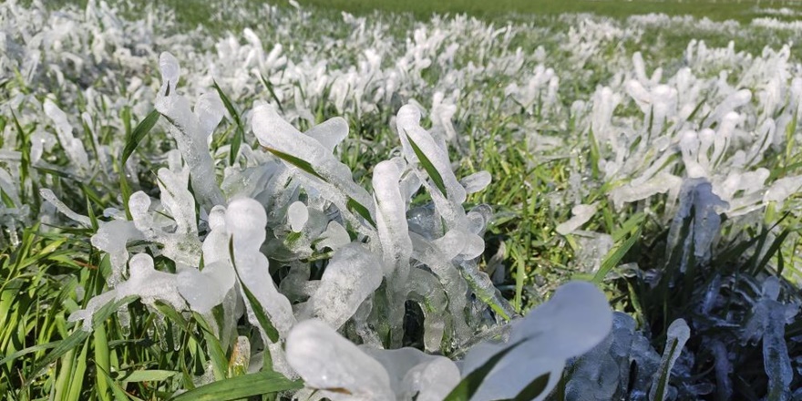 Nisan ayında sulanan ekinler buz tuttu