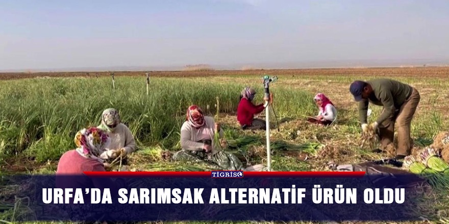 Urfa’da sarımsak alternatif ürün oldu
