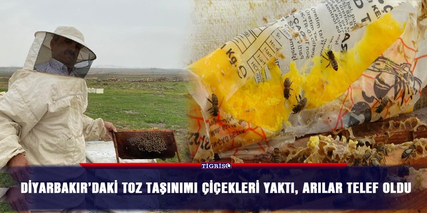 Diyarbakır’daki toz taşınımı çiçekleri yaktı, arılar telef oldu