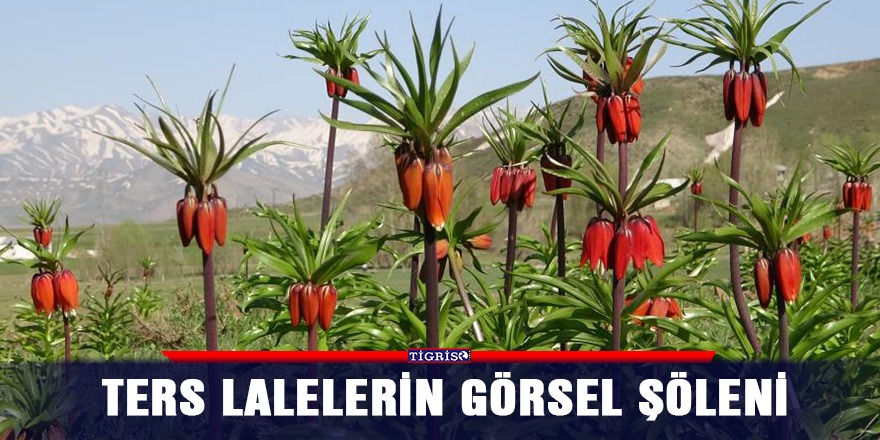 Ters lalelerin görsel şöleni
