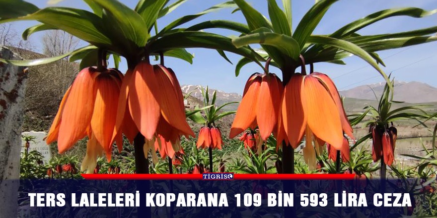 Ters laleleri koparana 109 bin 593 lira ceza